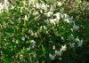 image of Clematis brachiata