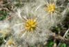 image of Clematis brachiata