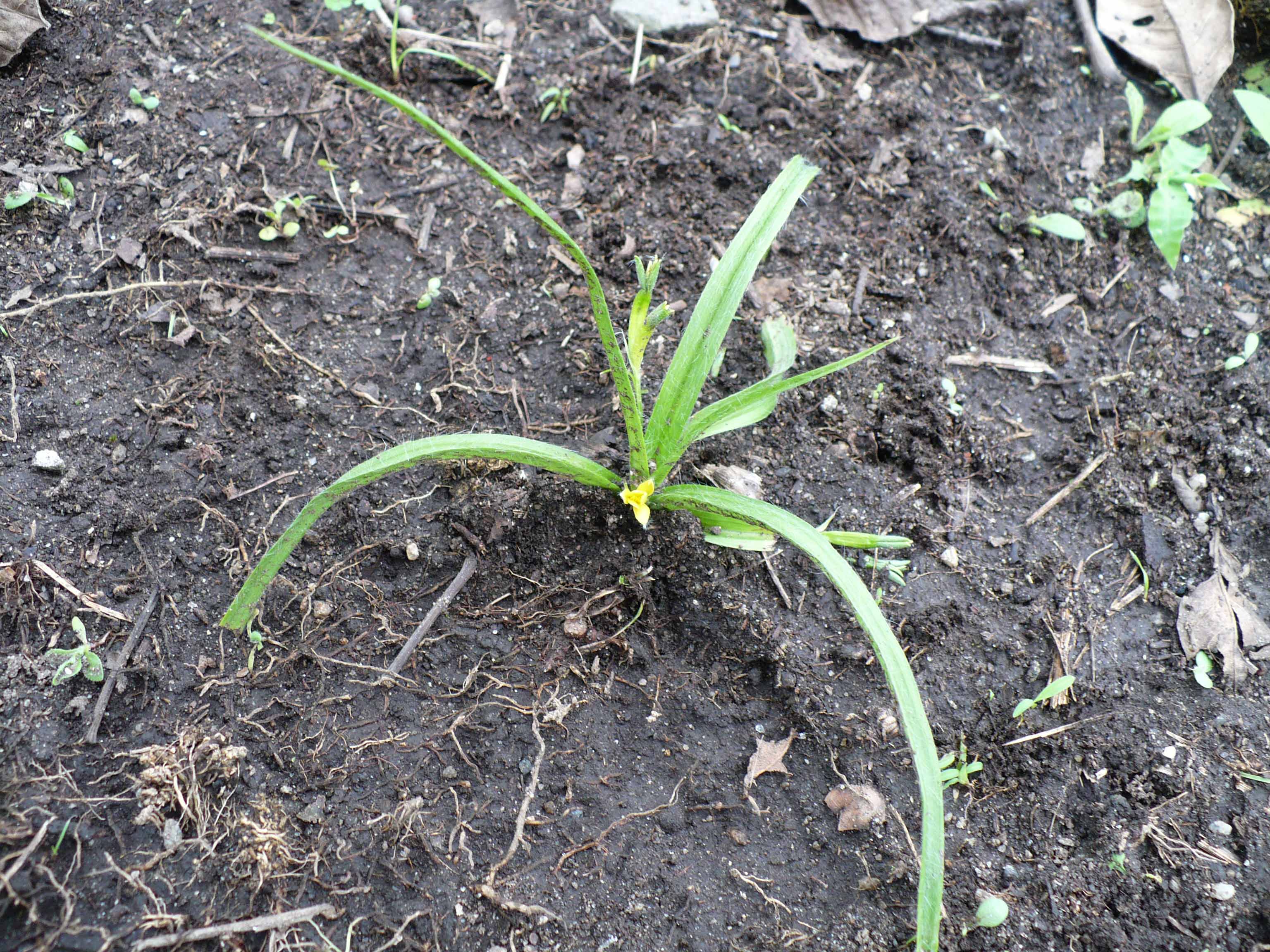 Hypoxidaceae Hypoxis decumbens