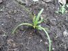 image of Hypoxis decumbens