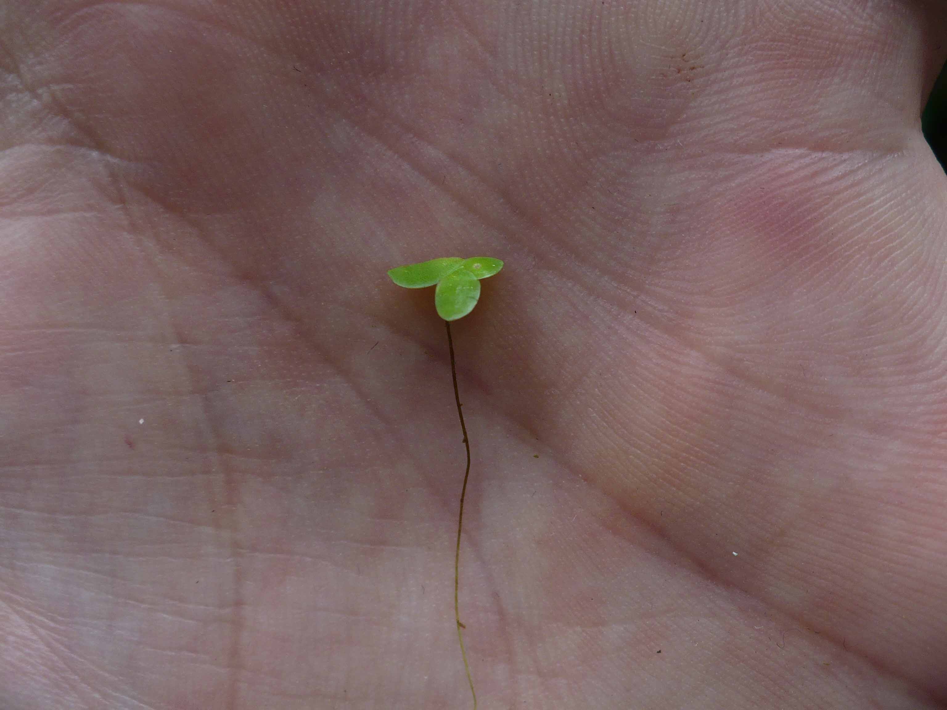 Araceae Lemna minor