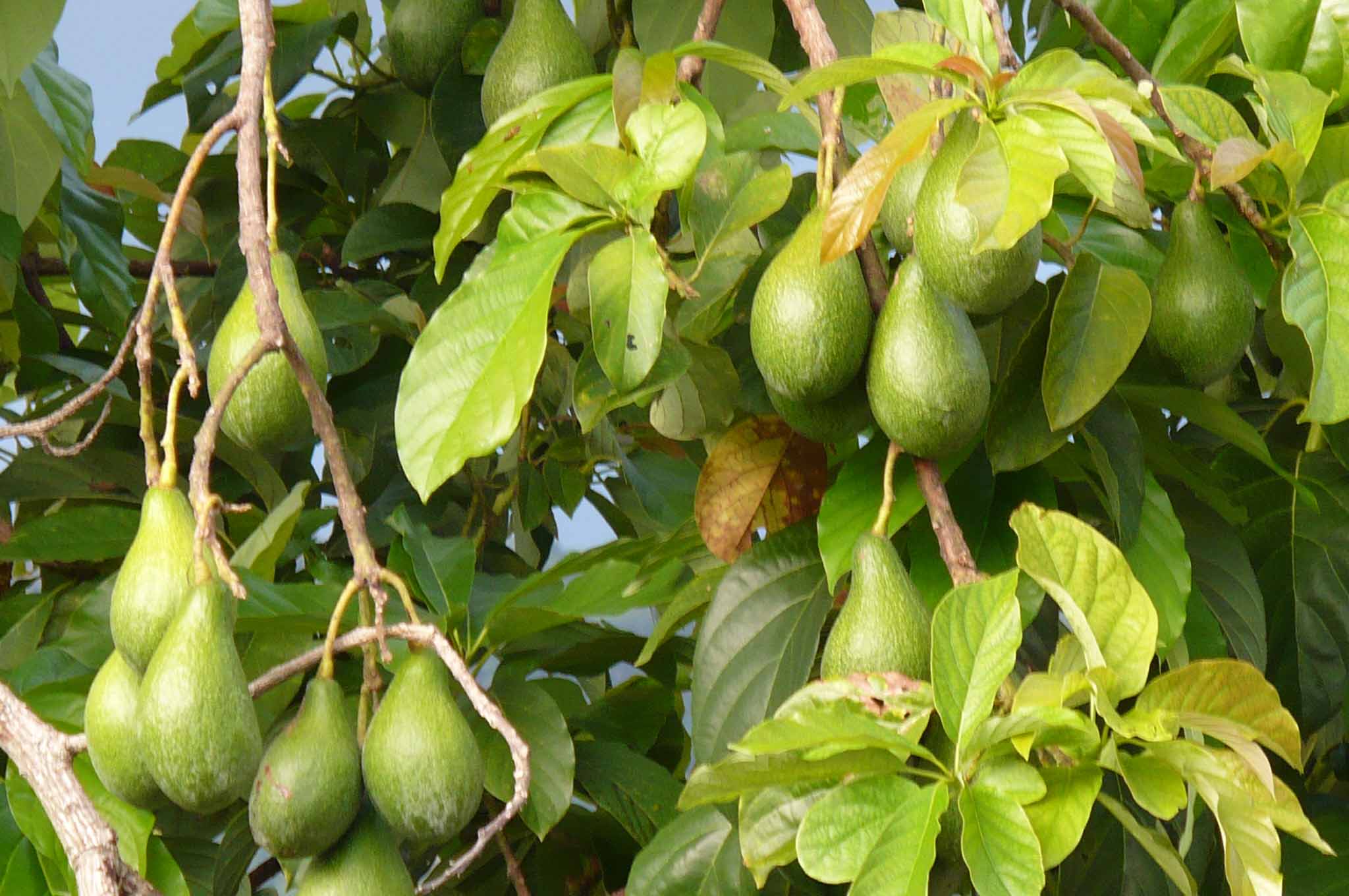 Lauraceae Persea americana