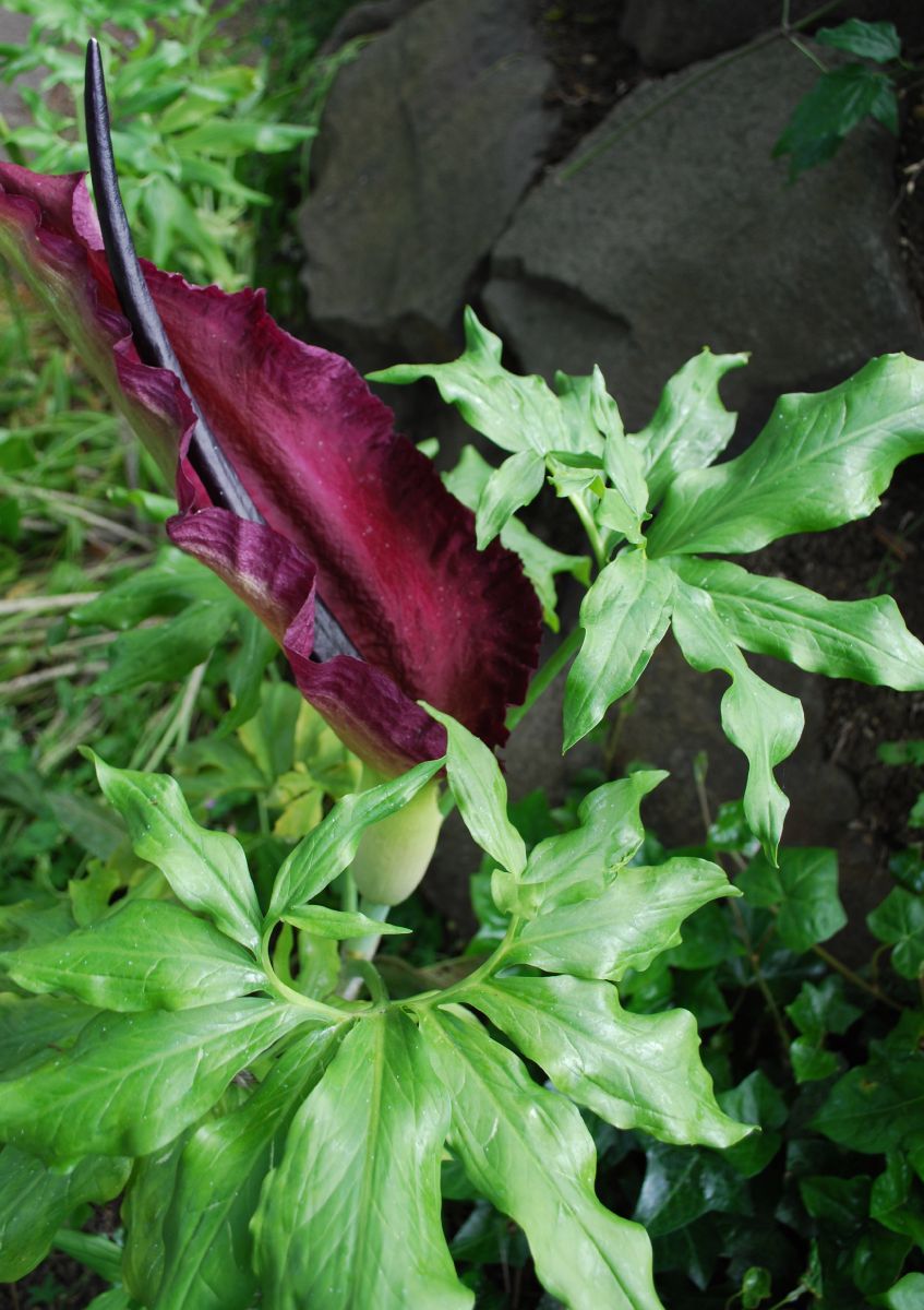 Araceae Dracunculus vulgaris
