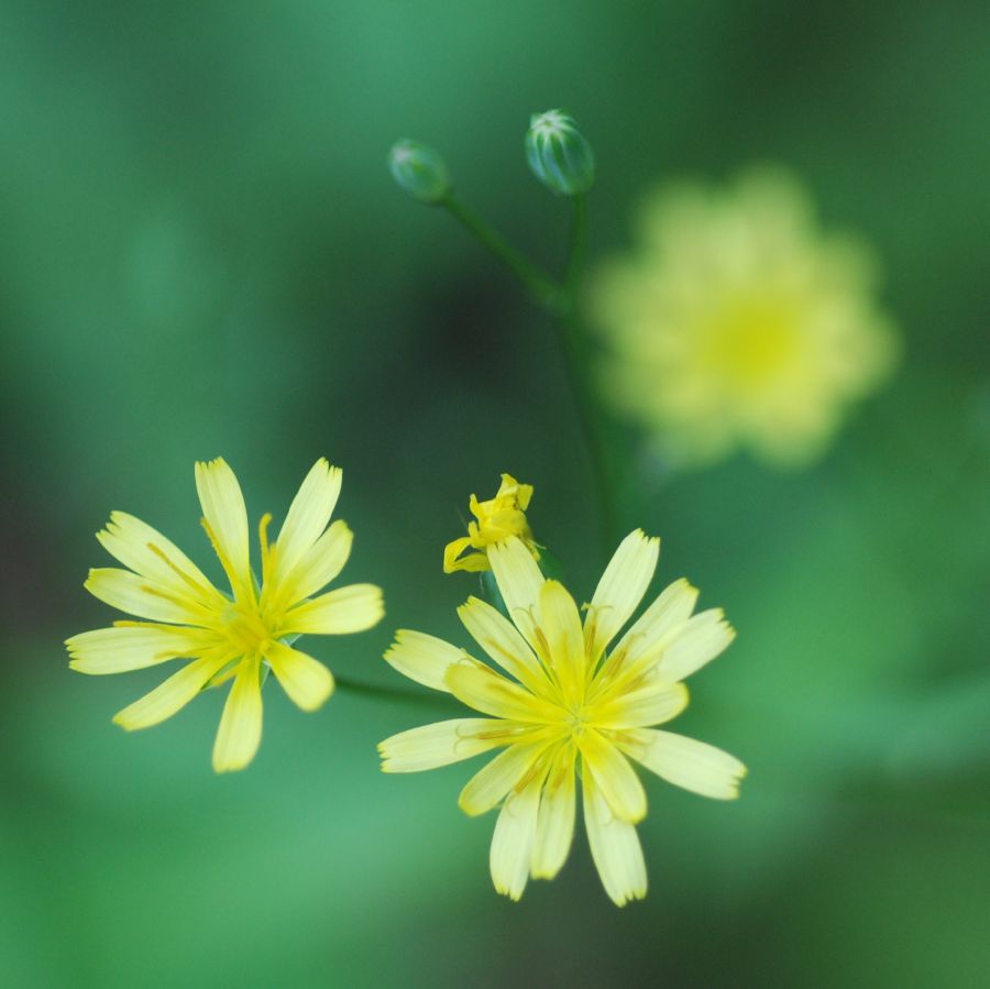 Asteraceae Mycelis muralis