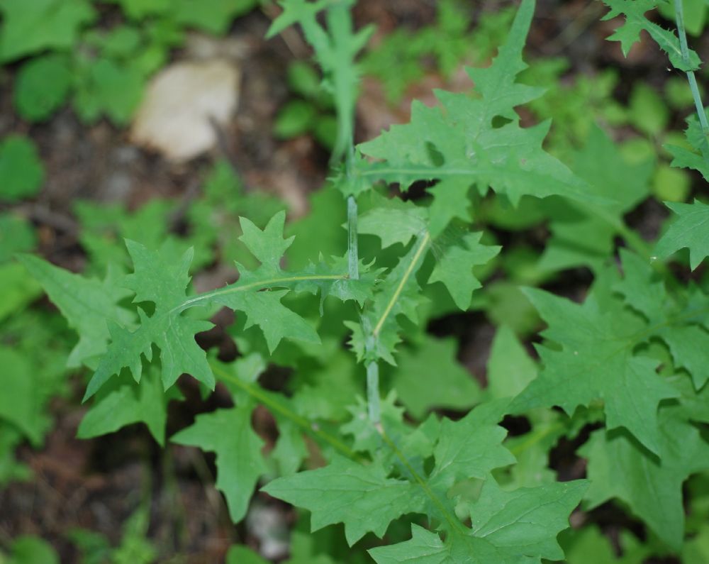 Asteraceae Mycelis muralis