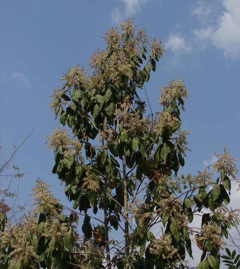 Polygonaceae Triplaris americana
