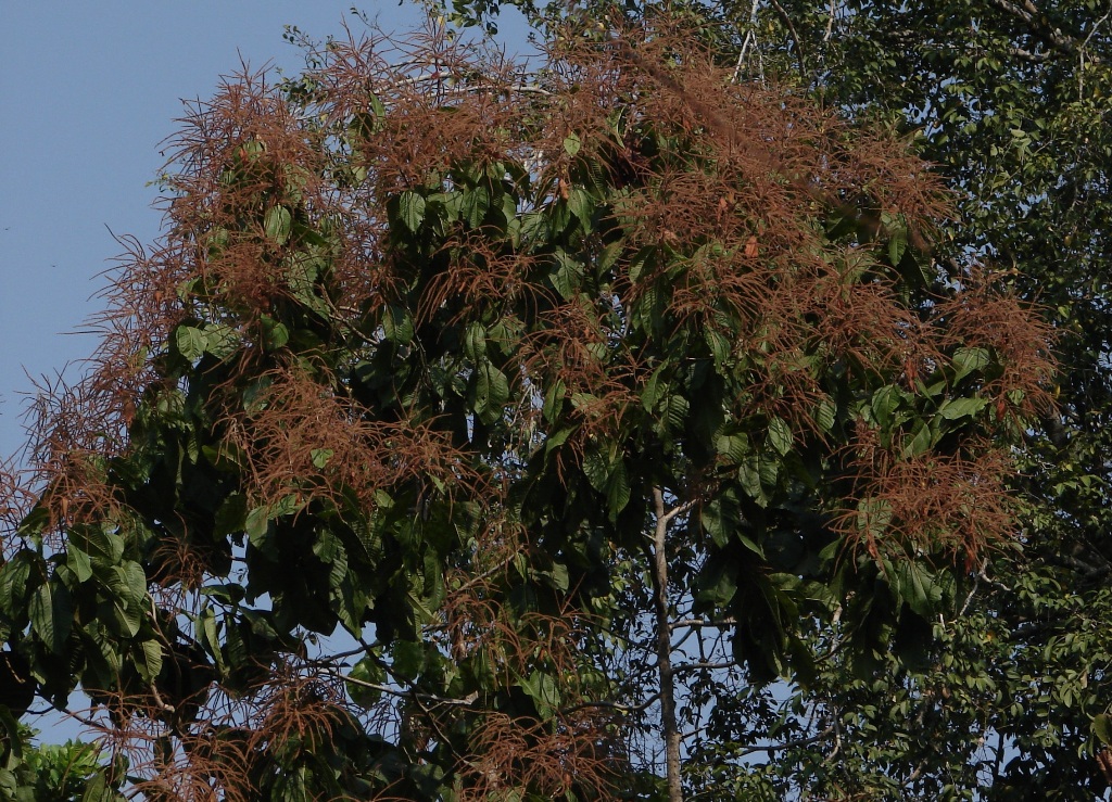 Polygonaceae Triplaris americana