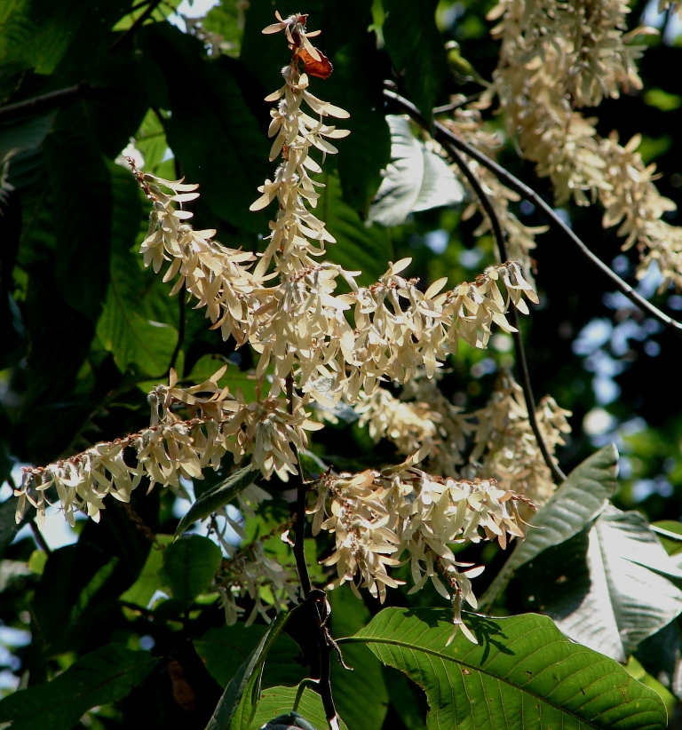 Polygonaceae Triplaris americana