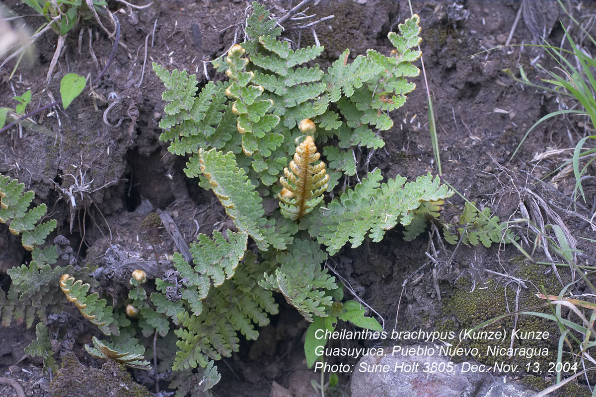 Pteridaceae Cheilanthes brachypus