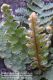 image of Cheilanthes brachypus