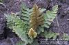 image of Cheilanthes brachypus