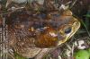 image of Chaunus marinus