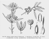 image of Barbeya oleoides