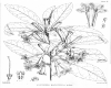 image of Alseuosmia macrophylla