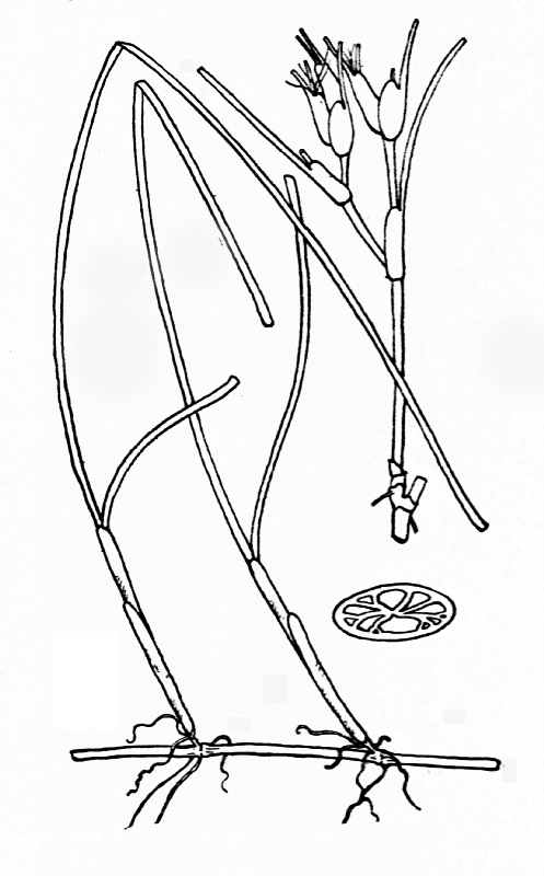 Cymodoceaceae Cymodocea manatorum