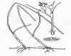 image of Cymodocea manatorum