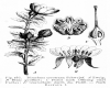 image of Dirachma socotrana