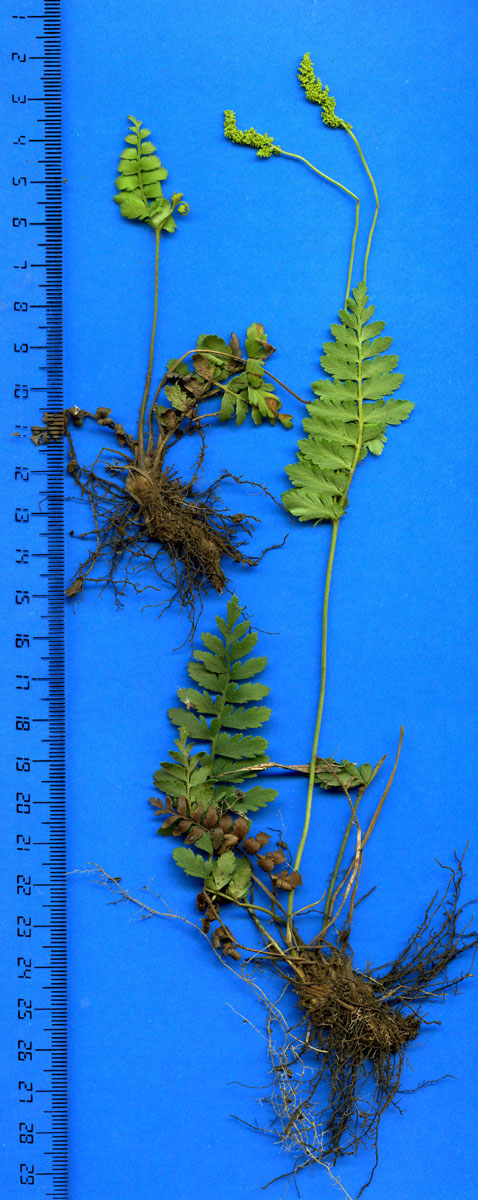 Anemiaceae Anemia hirsuta