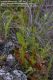 image of Anemia oblongifolia
