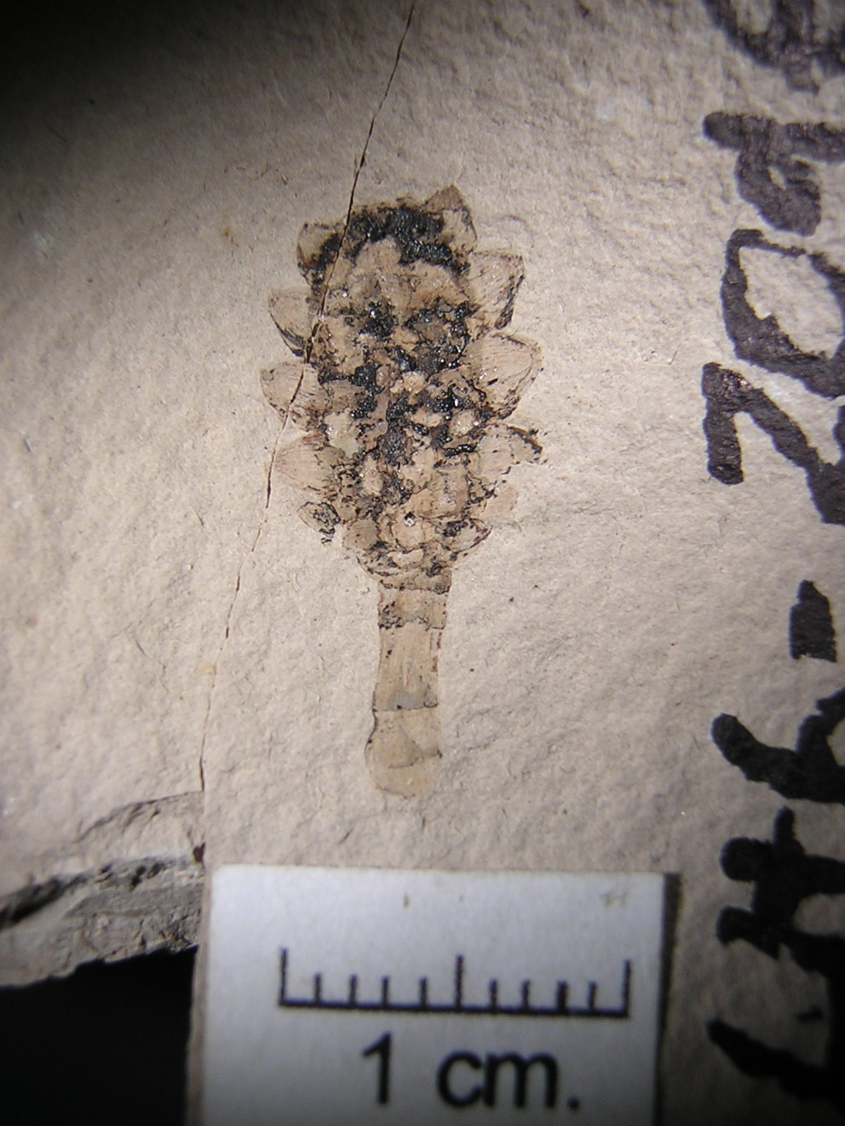 Casuarinaceae Gymnostoma 