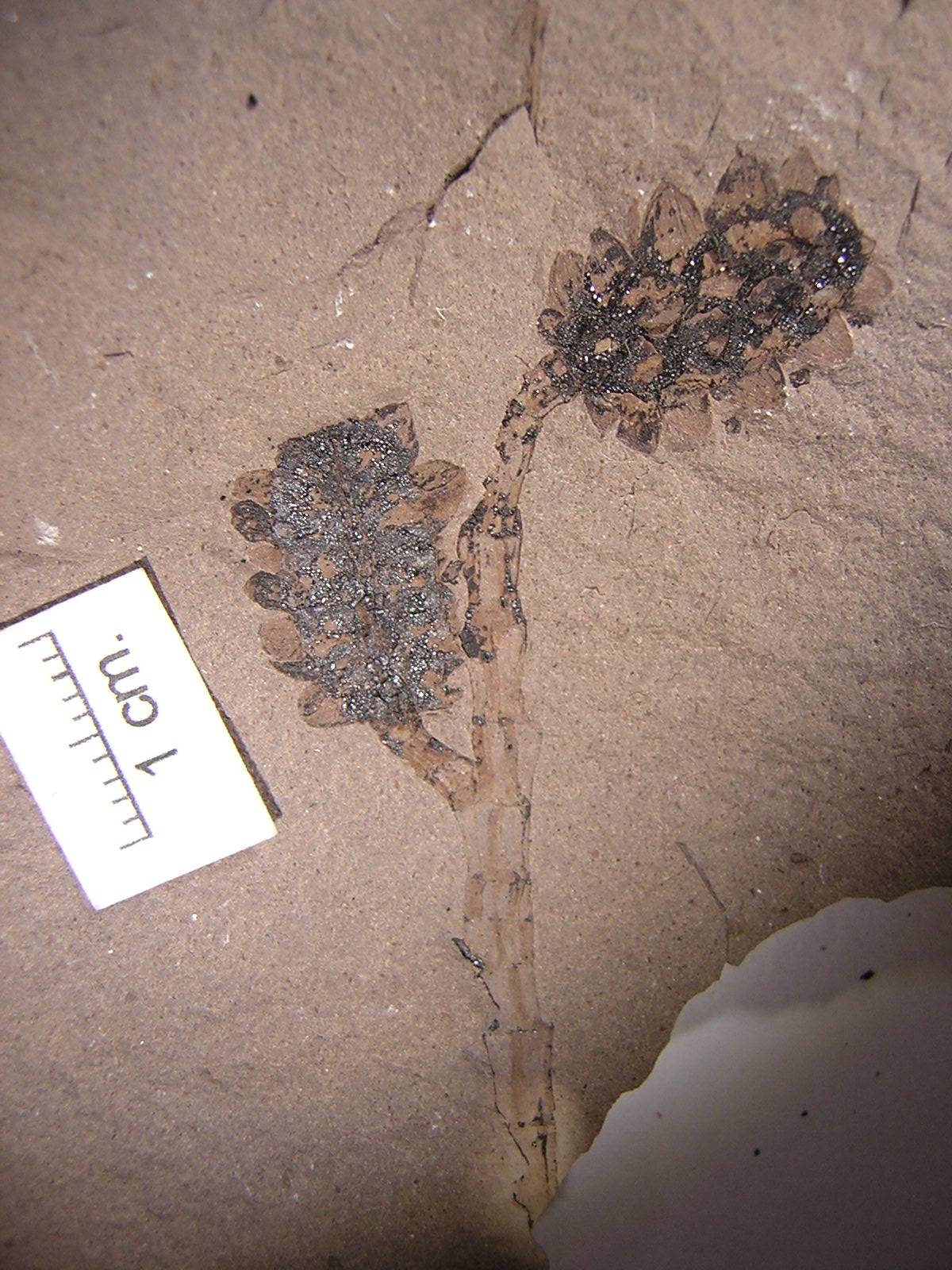 Casuarinaceae Gymnostoma 