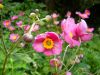 image of Anemone tomentosa