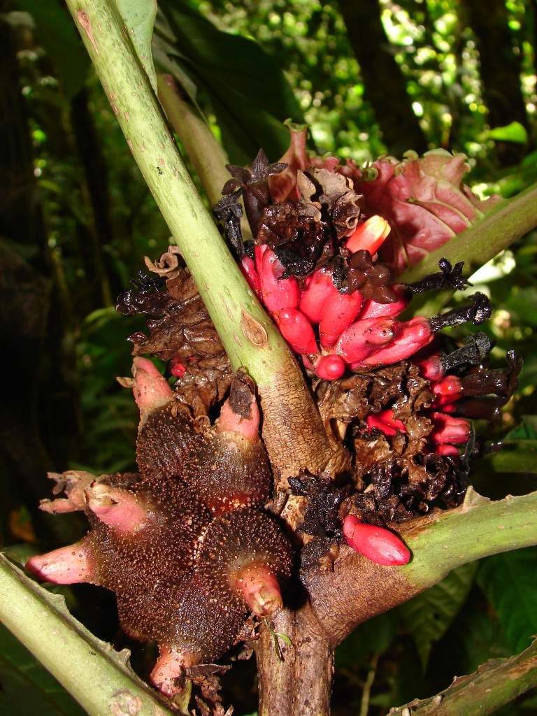 Rubiaceae Pentagonia pinnatifida