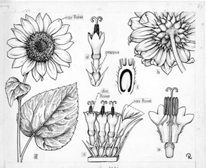 Asteraceae Helianthus annuus