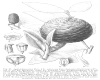 image of Agathis dammara