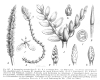 image of Aponogeton distachyus