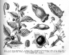 image of Atropa belladonna