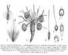 image of Bougueria nubicola