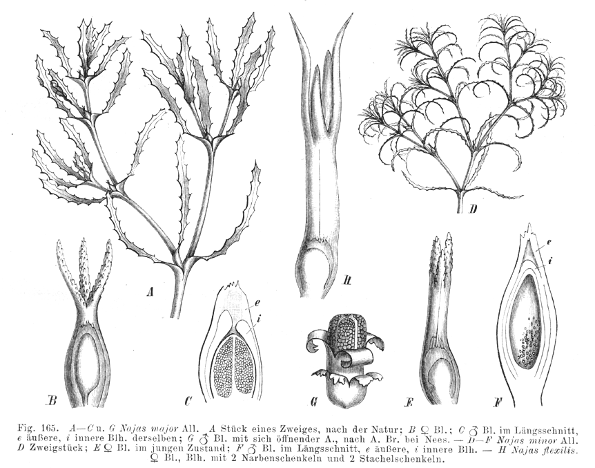 Hydrocharitaceae Najas minor