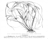 image of Phyllospadix scouleri