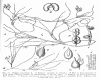 image of Ruppia maritima