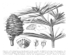 image of Sciadopitys verticillata