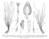image of Vallisneria spiralis