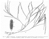 image of Zostera marina
