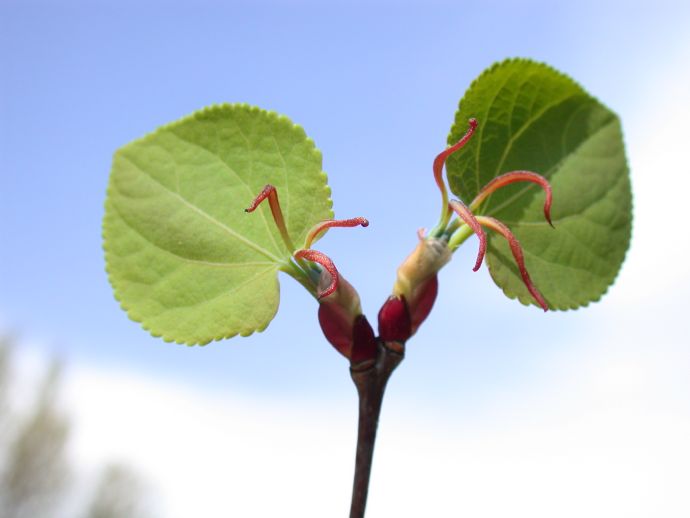 Cercidiphyllaceae Cercidiphyllum japonicum