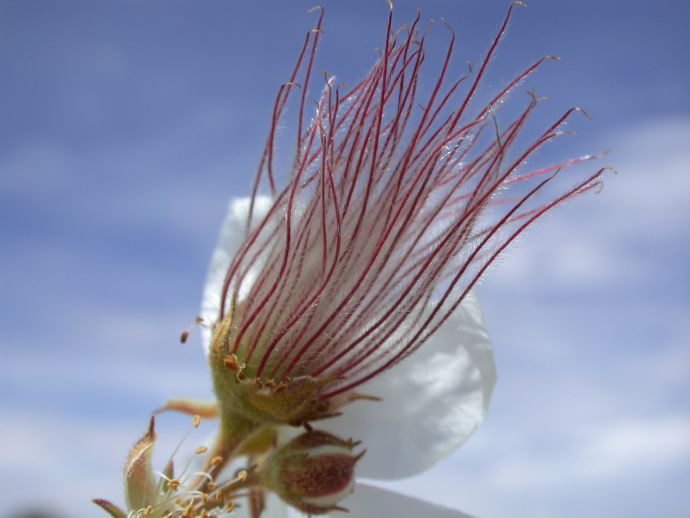 Rosaceae Fallugia paradoxa