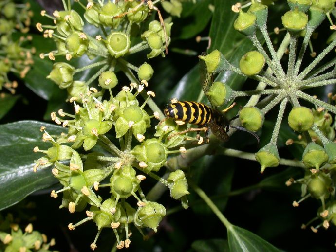 Vespidae  