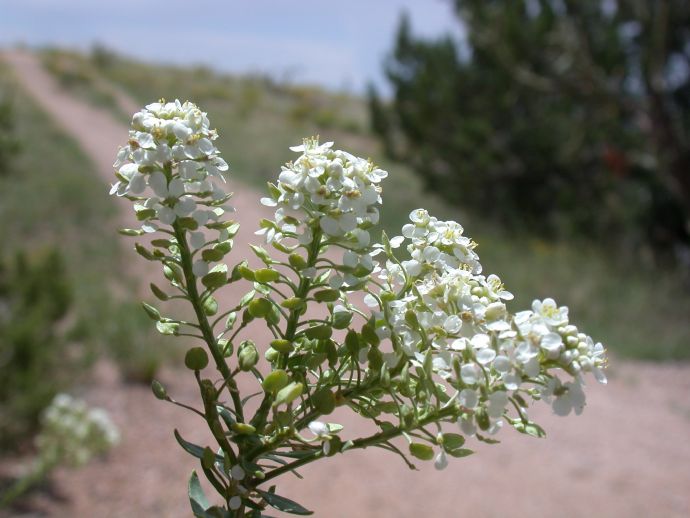 Brassicaceae Lepidium 