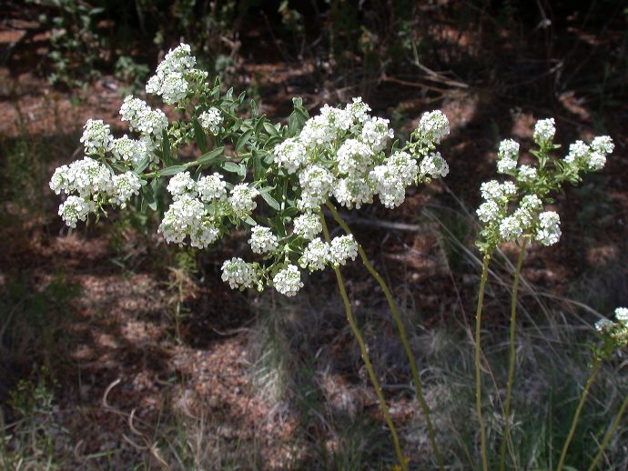 Brassicaceae Lepidium 