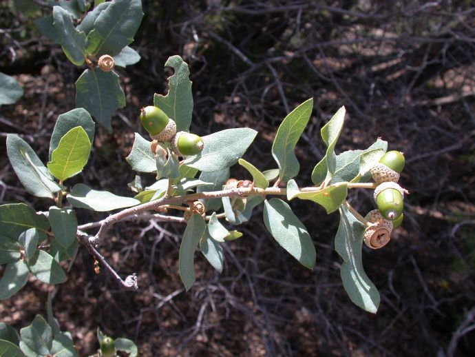 Fagaceae Quercus grisea