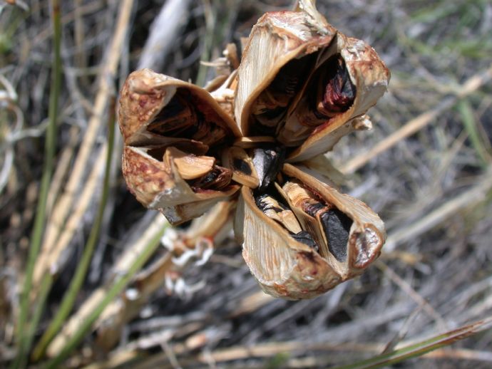 Asparagaceae Yucca 