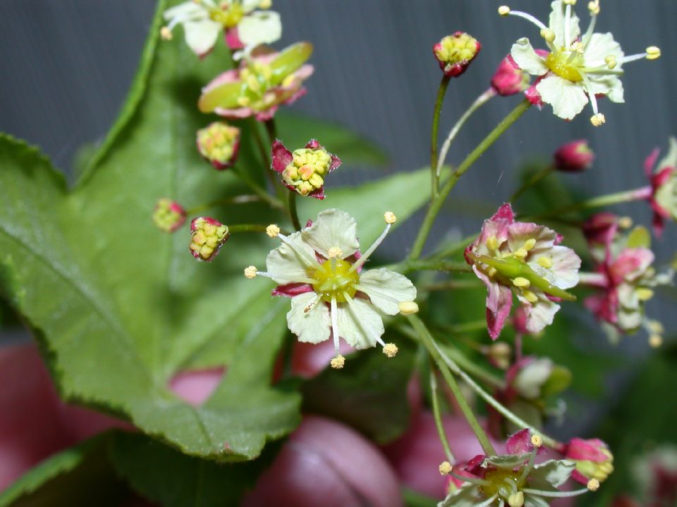 Aceraceae Acer campbellii