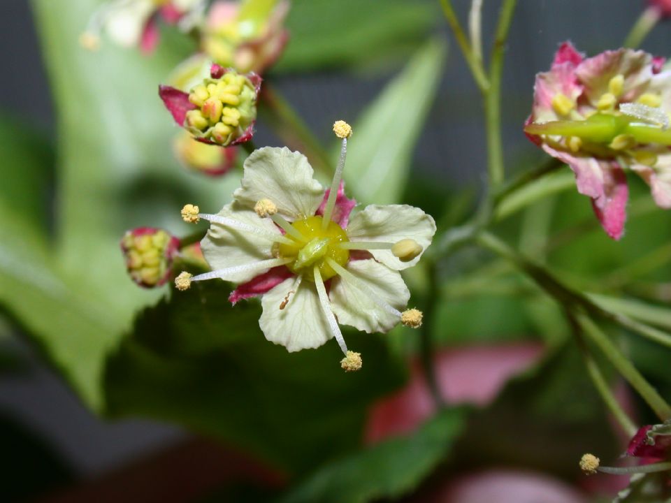 Aceraceae Acer campbellii