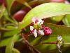 image of Acer fabri
