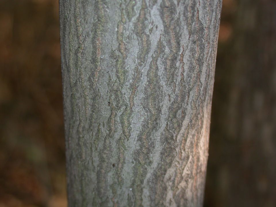 Betulaceae Carpinus caroliniana