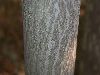 image of Carpinus caroliniana